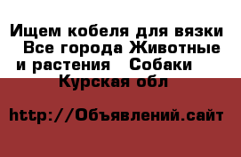 Ищем кобеля для вязки - Все города Животные и растения » Собаки   . Курская обл.